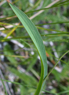 Sickle-leaved Hare's-ear