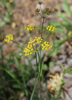 Sickle-leaved Hare's-ear