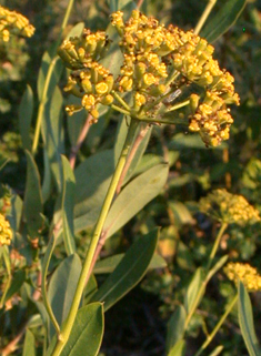 Shrubby Hare's-ear