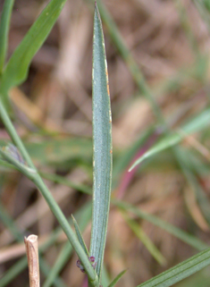 Slender Hare's-ear