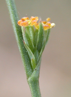 Slender Hare's-ear