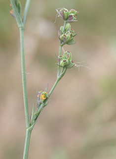 Slender Hare's-ear