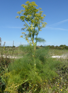 Giant Fennel