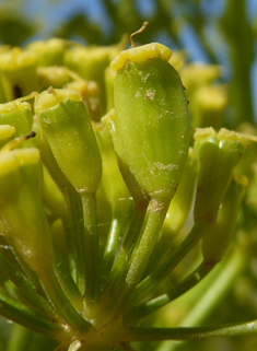 Giant Fennel