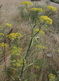 Common Fennel