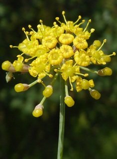 Common Fennel