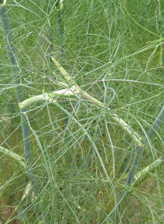 Common Fennel