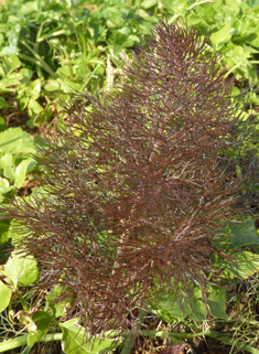 Common Fennel