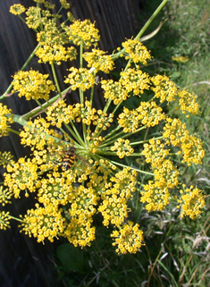 Common Fennel