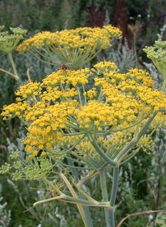 Common Fennel