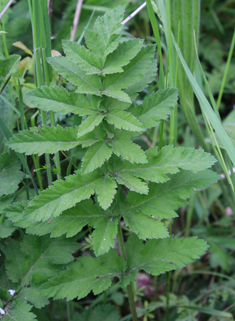 Common Parsnip