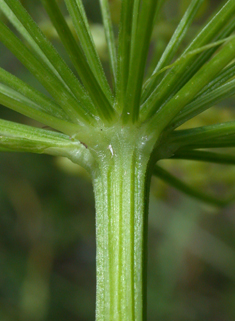 Common Parsnip