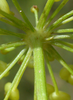 Common Parsnip