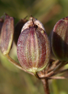 Common Parsnip