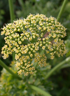 Common Parsley