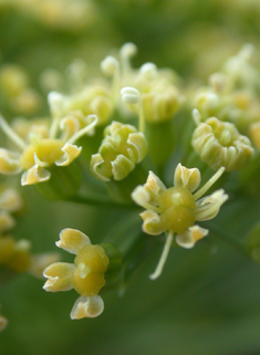 Common Parsley