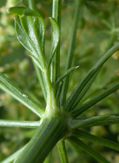 Common Parsley