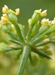 Common Parsley