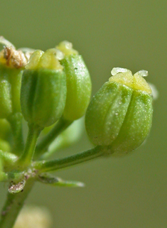 Common Parsley