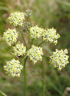 Pepper-saxifrage