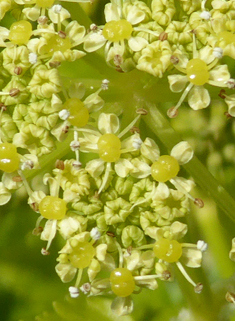 Common Alexanders