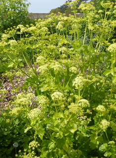 Common Alexanders