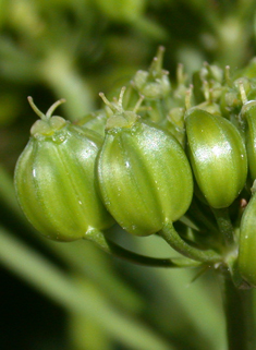 Common Alexanders