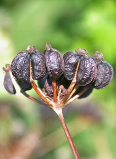 Common Alexanders