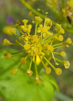 Perfoliate Alexanders