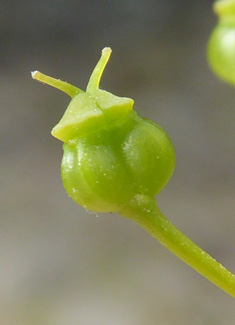 Perfoliate Alexanders