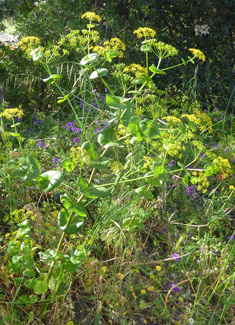 Perfoliate Alexanders