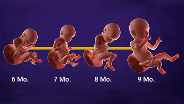 Fetal development