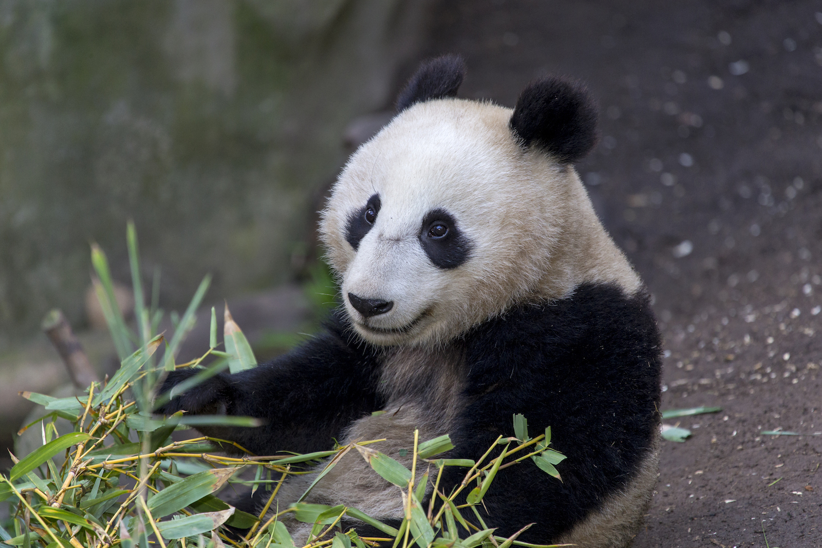 panda bear zoo usa