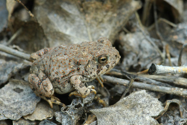 Southwestern Woodhouse’s Toad (Anaxyrus woodhousii australis)