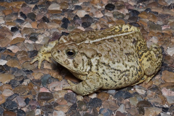 Rocky Mountain Toad (Anaxyrus woodhousii woodhousii)