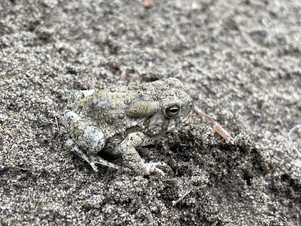 Rocky Mountain Toad (Anaxyrus woodhousii woodhousii)