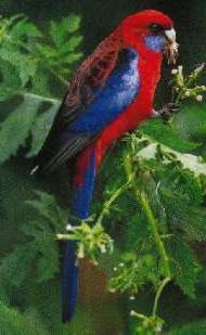 Crimson Rosella