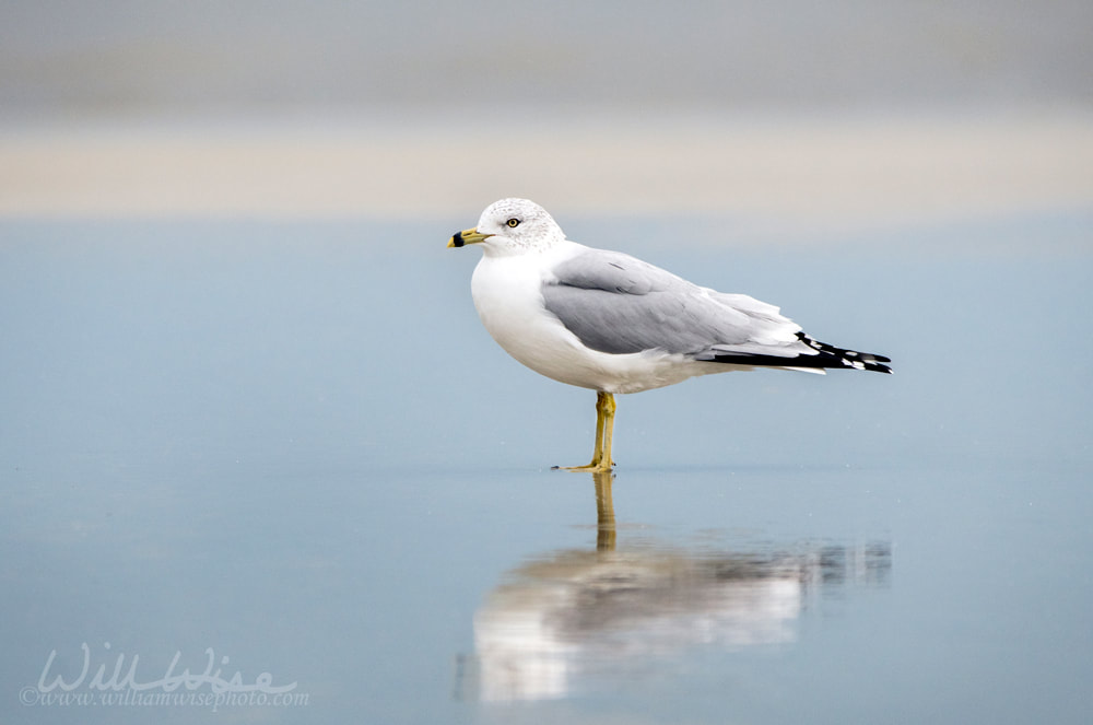 Seagull on the beach at Hilton Head Island Beach, South Carolina Picture