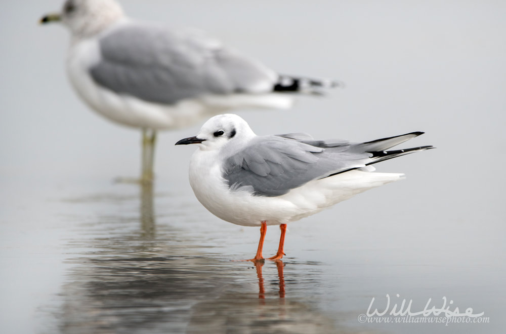 Bonaparte`s Gull on Hilton Head Island Beach, South Carolina Picture