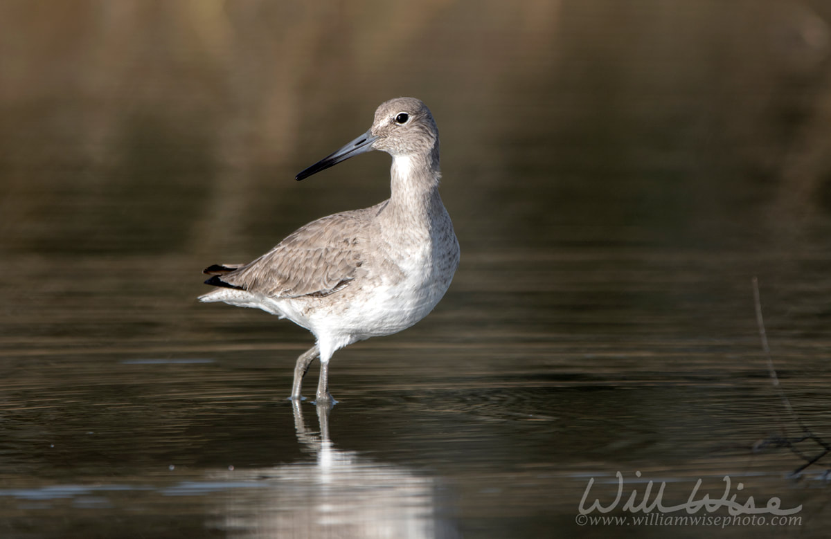 Willet shorebird wading in a lagoon on Hilton Head Island, South Carolina, USA Picture