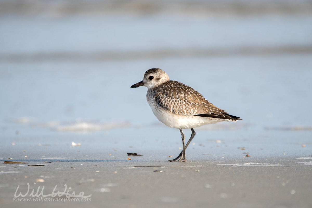 Winter plumage Black-bellied Plover shorebird on the Atlantic ocean beach on Hilton Head Island Picture