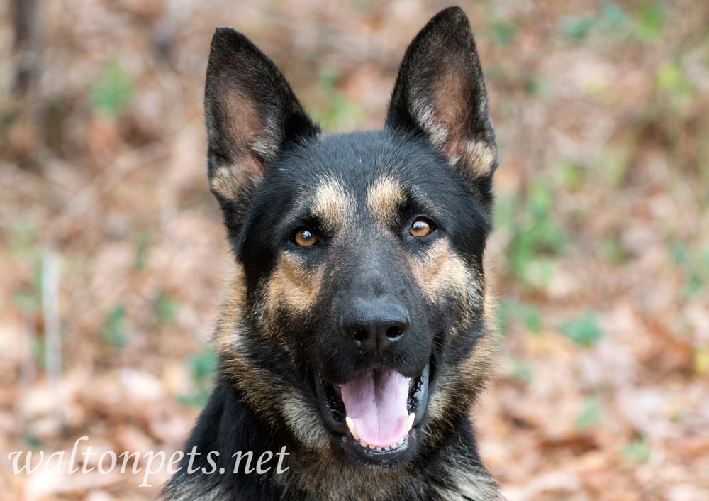 German Shepherd police K9 dog portrait Picture