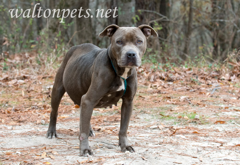 Very pregnant sad pitbull dog outside on leash Picture