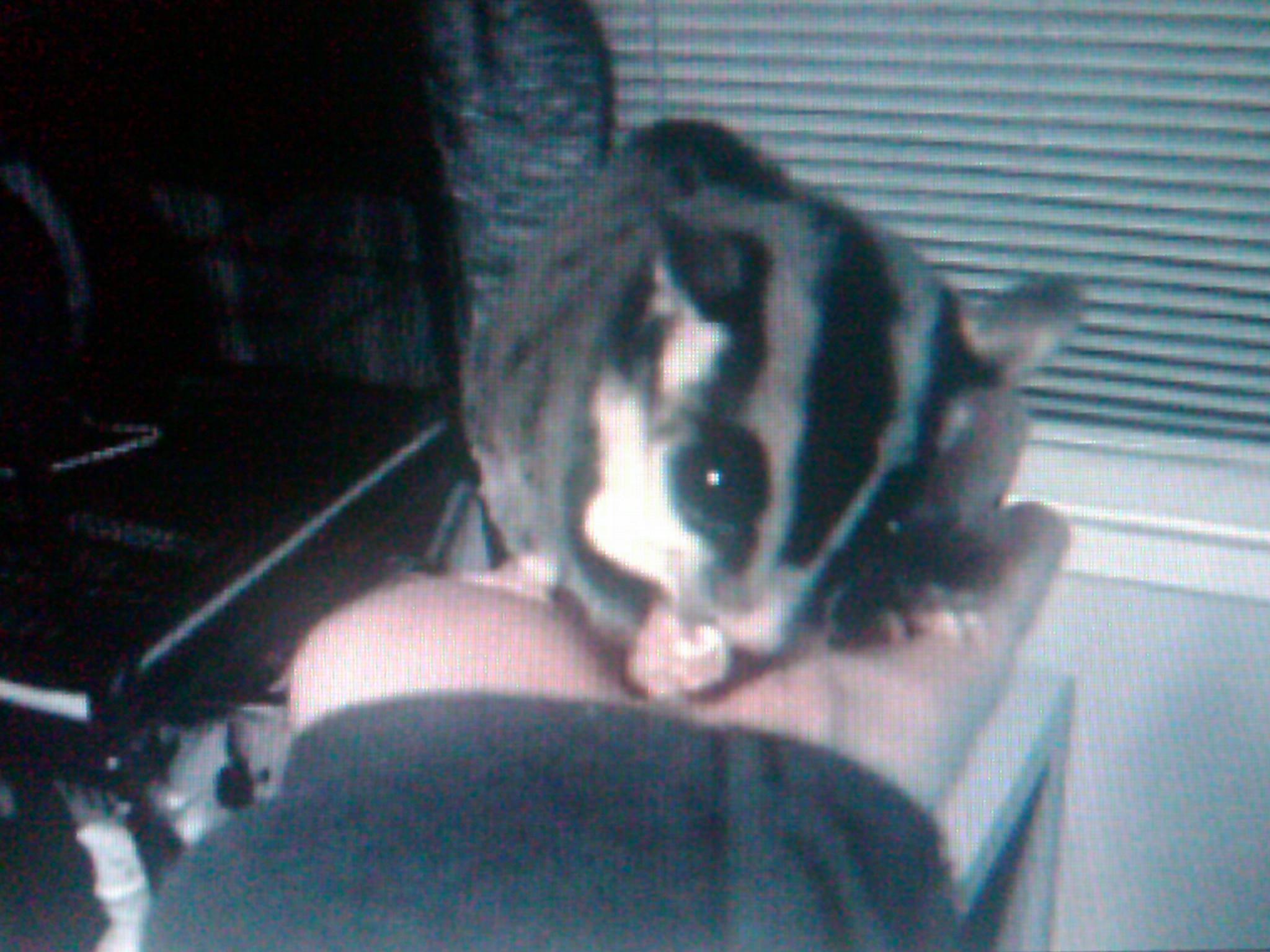 Australian Sugar Glider For Sale