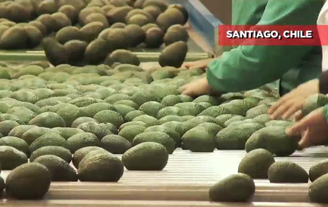 Aguacate chileno seduce al paladar chino