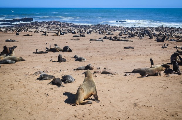 Cape Fur Seal Colony of Cape Cross, Namibia