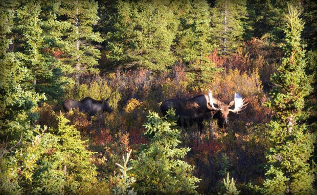 Inspiring people to Wildlife by means of Wildlife Tours Respect