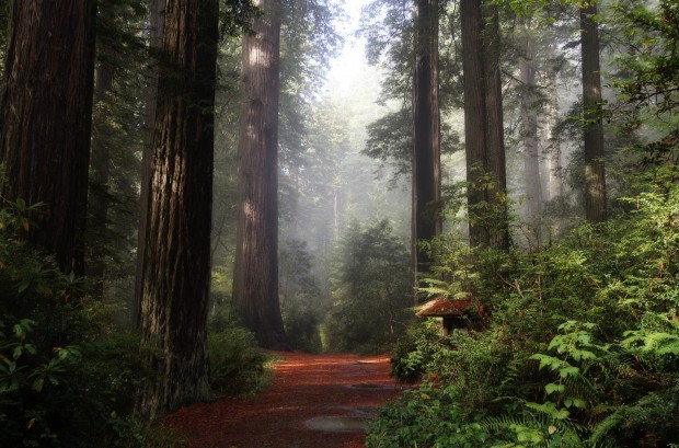 Connect with nature in Redwood National Park