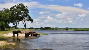 zambezi-national-park-2