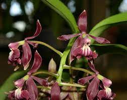 Epidendrum arbusculum.jpg